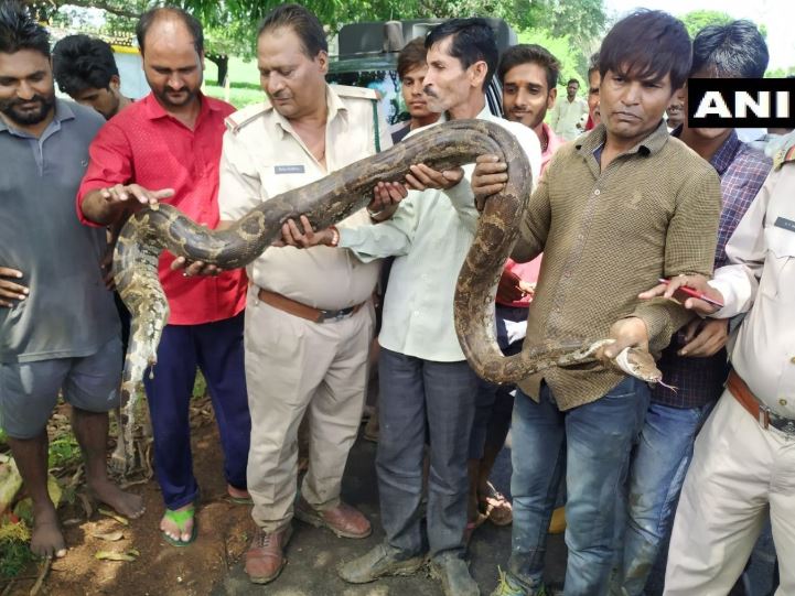 MP: 12-foot-long Python rescued by forest department