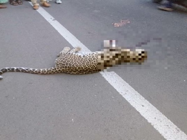 A female leopard met with a road accident near Pimpri Pendhar, Pune on Sunday (Photo/ANI)