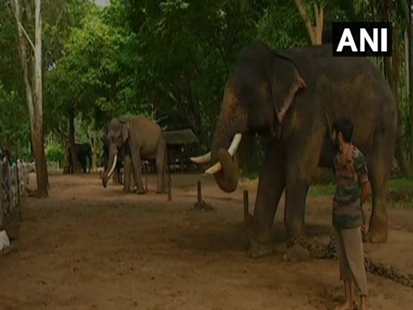 Ten elephants are under observation outside Sakrebailu Elephant Camp. (Photo/ANI)