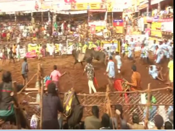 Jallikattu competition