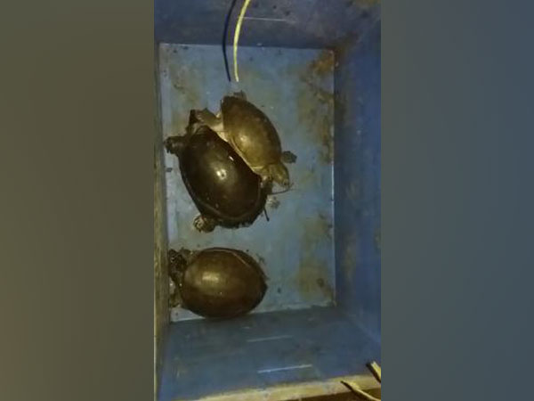 Tortoises recovered on Saturday from Korukollu village of Andhra Pradesh. Photo/ANI