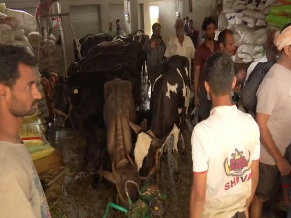 Villagers shift animals in makeshift shelters in flood affected Hasur village. (File Photo/ANI)