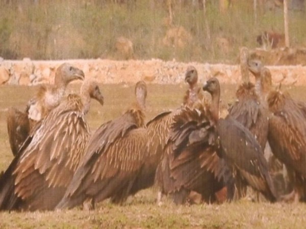 An awareness program was launched by the forest department and BNHS for conserving endangered vulture species in Siliguri, West Bengal. (Photo/ANI)