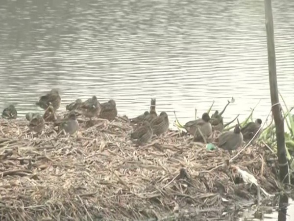 Visual from Okhla Bird Sanctuary (Photo/ANI)