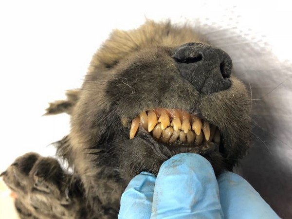 The 18,000-year-old creature (Image courtesy: Twitter)