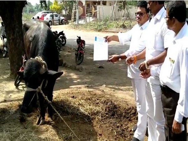 RPI(A) leader P Siva Nageswar Rao giving representation to buffalo in Andhra Pradesh. Photo/ANI
