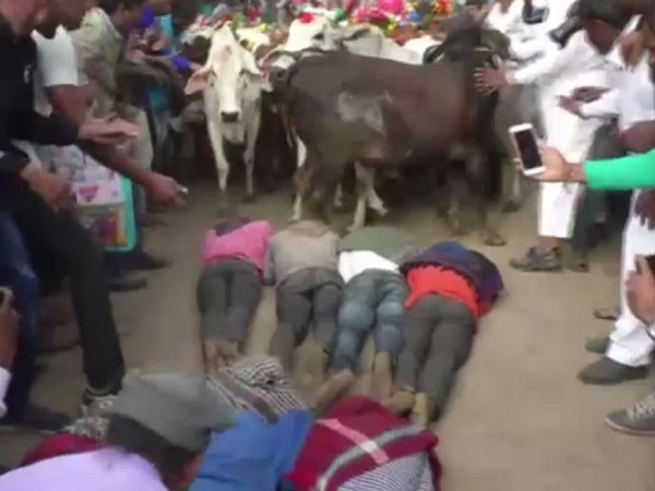 People lying down as cows run over them during a Diwali ritual in Madhya Pradesh (Photo/ANI)