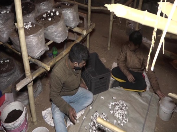 Two workers harvesting the mushrooms. (Photo/ANI)