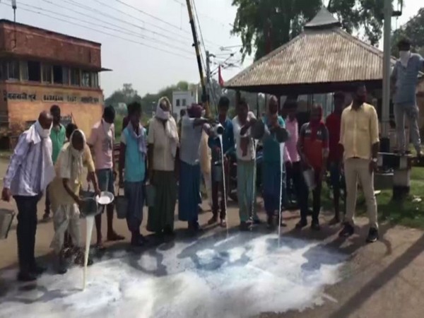 Cow fosters spilling milk on road while staging a protest in West Bengal's Asansol (Photo/ANI)