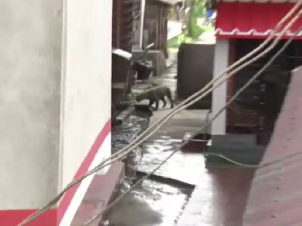 The leopard which was rescued from a residential area in Assam's Dibrugarh on Thursday. Photo/ANI