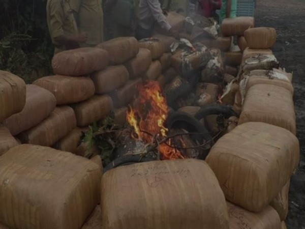 Tripura Police burning marijuana on Tuesday. Photo/ANI