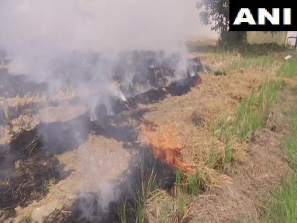 Farmers in Amritsar continue to burn stubble. (Photo/ANI)