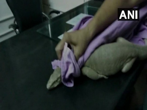 Wild monitor lizard found in a government hospital (Photo/ANI)