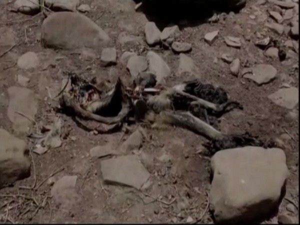 Money carcasses found in Damoh, MP [Photo/ANI]