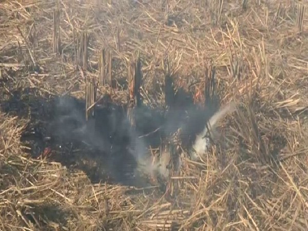 Stubble burning continues in Punjab. Photo/ANI