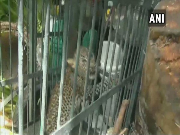 Leopard rescued from Pithoragarh in Uttarakhand (Photo/ANI)