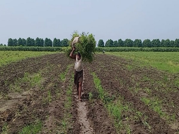 Visual from an agriculture field, Krishna district (Photo/ANI)