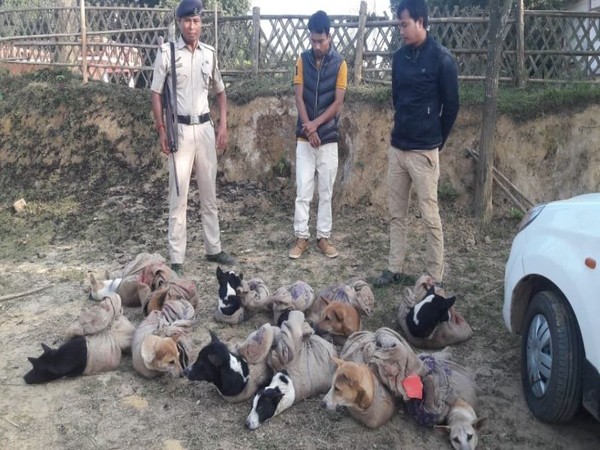 Two arrested while trafficking dogs in a car in north Tripura (Photo/ANI)