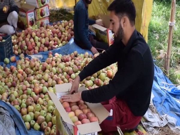 Apple growers in Pulwama, Kashmir