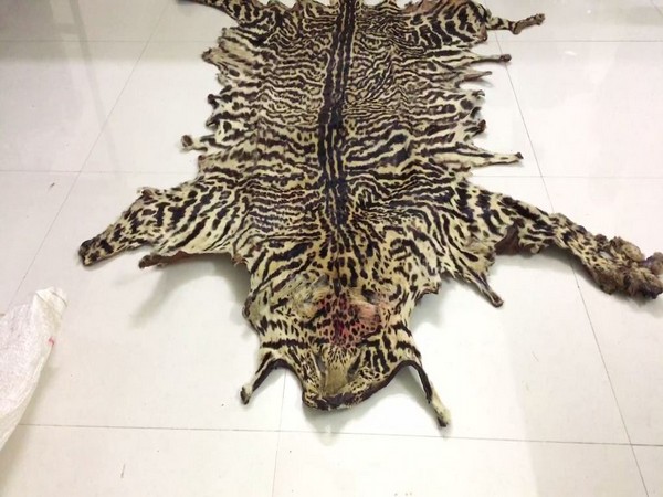 Indore STF has apprehended a man for smuggling leopard skin in international market. (Photo/ANI)