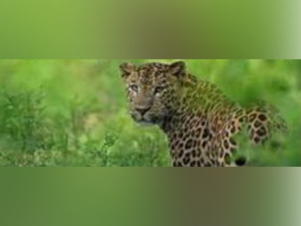 Three leopards spotted in Assam ( file pic)