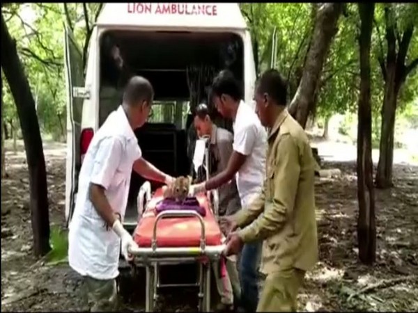 Lion ambulance rescues cub in Gir National Park and and Sanctuary [Photo/ANI]