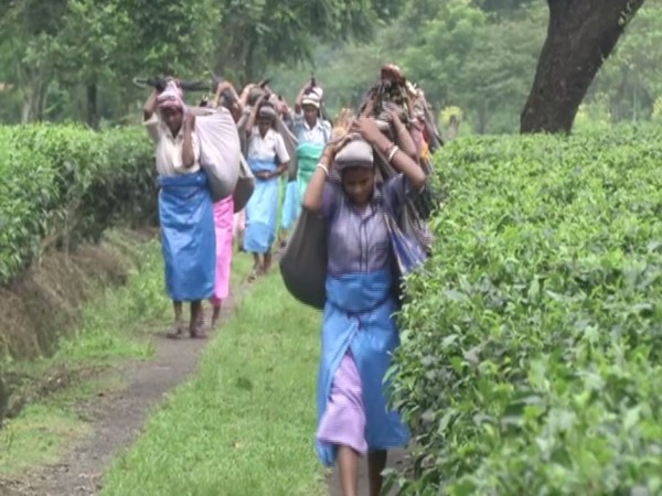 Tea planters in Siliguri. Photo/ANI