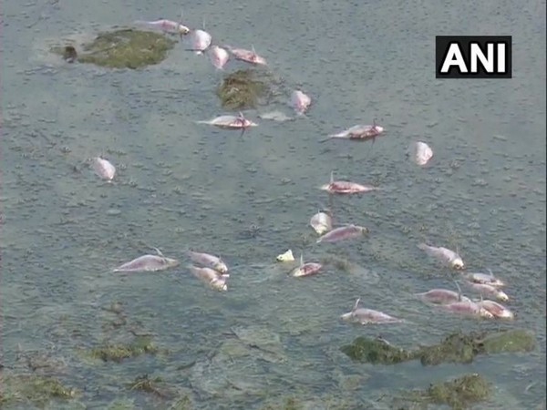 Dead fishes were found floating in backwaters in Dhanushkodi on Saturday morning. Photo/ANI