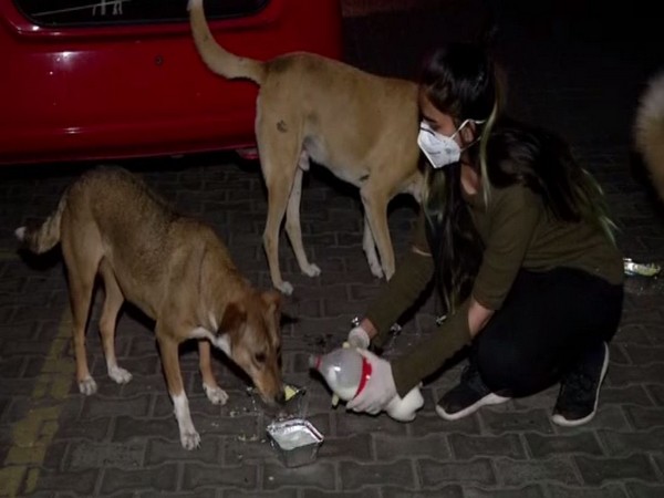 Delhi-based vet student Vibha Tomar feeding the dogs amid coronavirus lockdown. Photo/ANI