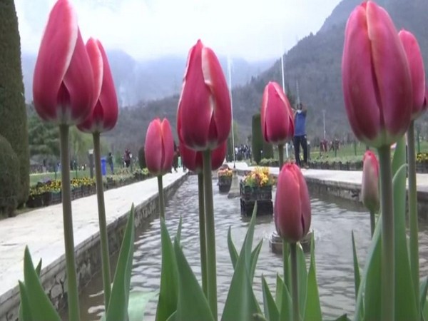 A view of the Indira Gandhi Memorial Tulip Garden in Srinagar. [Photo/ANI]