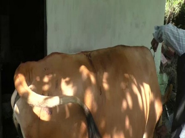 An injured cow after the bear attack in Himachal Pradesh's Rampur (Photo/ANI)