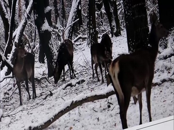 Hangul Kashmir Stag spotted in Dachigam National Park. (Photo/ANI)