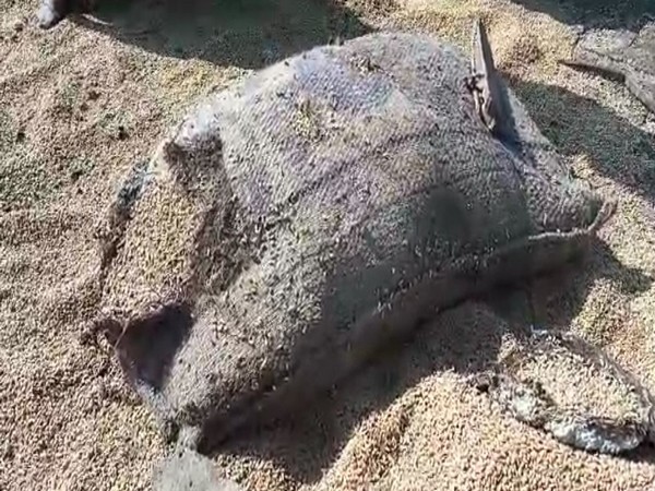 Damaged foodgrains in HAFED godown, Karnal (Photo/ANI)