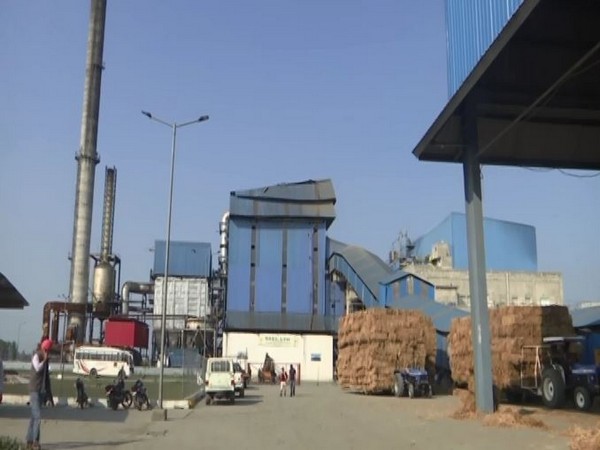 Punjab based plant generates electricity using paddy stubble, reducing pollution in state (ANI/Photo)
