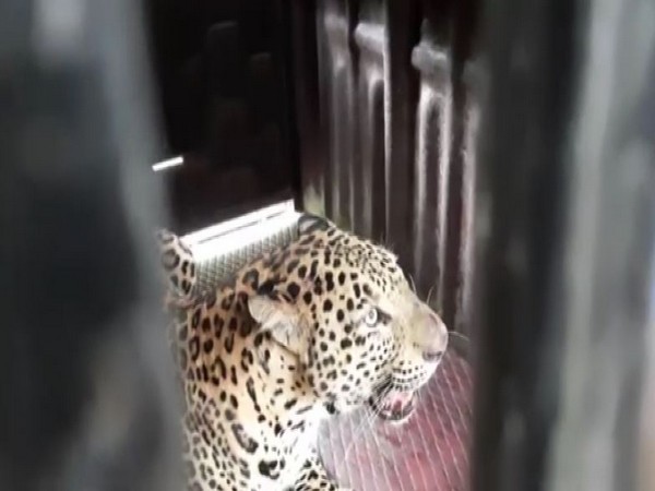 The leopard was caught by the Forest Department after being trapped in a cage. (Photos/ANI)