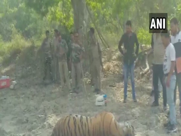 Authorities stand around the carcass of a tiger found in Jim Corbett National Park on Friday (Photo/ANI)