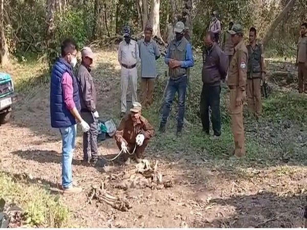 A Royal Bengal Tiger was found dead at Kaziranga National Park & Tiger Reserve (KNPTR) in Assam on Friday.