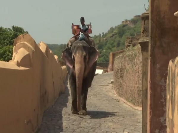 The Elephant ride business has faced a lot of losses due to Covid in Jaipur. (Photos/ANI)