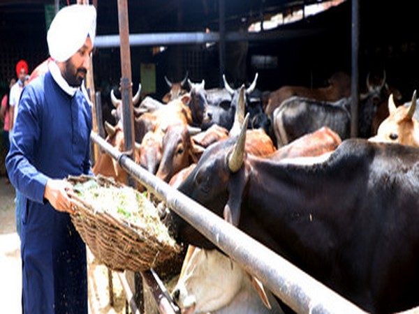 Satnam Singh Sandhu, Chancellor, Chandigarh University feeding cows in Mohali
