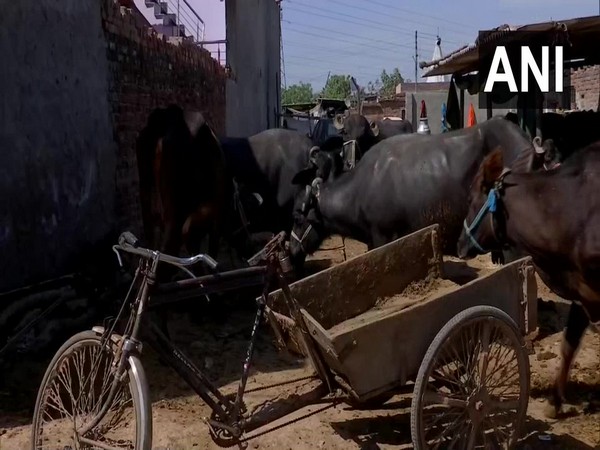 Cattle owners in Chandigarh have said they are facing difficulties due to lockdown in the wake of coronavirus outbreak as the price of fodder has 