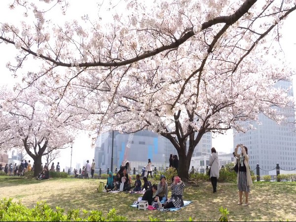 The Sakura flower bloom (Cherry blossom) season started in Japan 