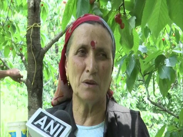 Durgu Verma, a cherry grower in Kandyali village, Shimla speaking to ANI. (Photo/ANI)
