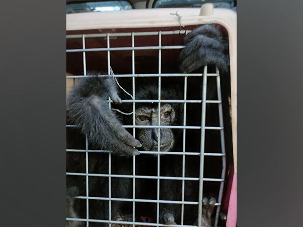 Five Chimpanzees were rescued in Assam's Karbi Anglong