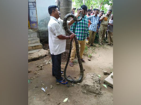 King Cobra in Rayagada district of Odisha (ANI)