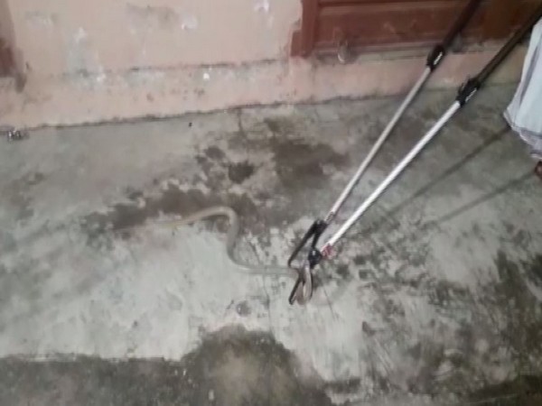 Cobra snake rescued from the parcel. Photo/ANI