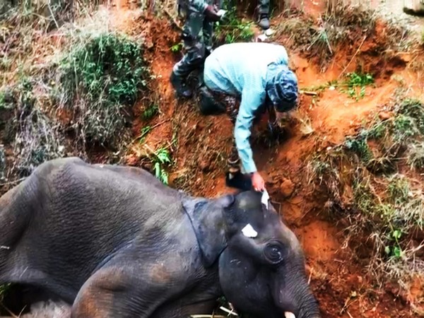 A 12-year-old male Jumbo ailing with mouth injury in Jambugandi village, Tamil Nadu. (Photo/ANI)