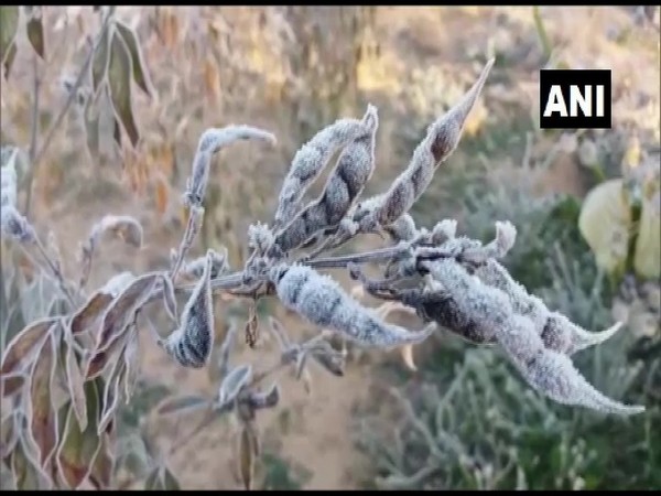Crop covered with a thin layer of frost in Rajasthan's Sikar city here on Saturday.