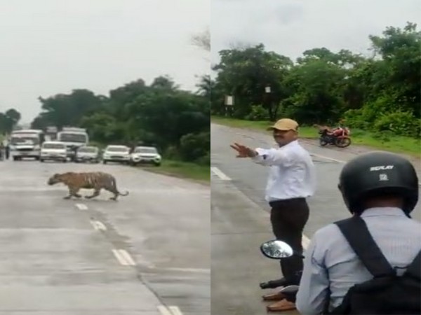 The tiger is seen crossing the road without being disturbed by vehicles (Image source: Twitter)