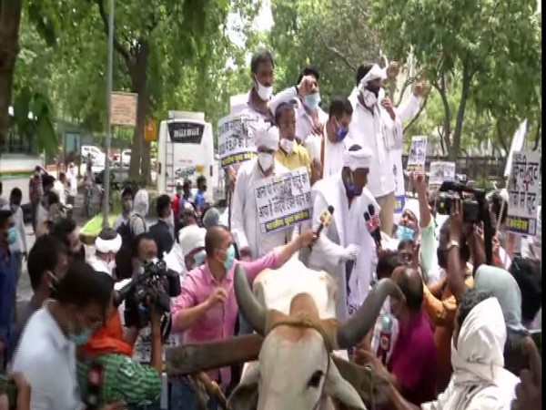 Indian Youth Congress take out protest march on bullock cart in New Delhi on Monday. Photo/ANI