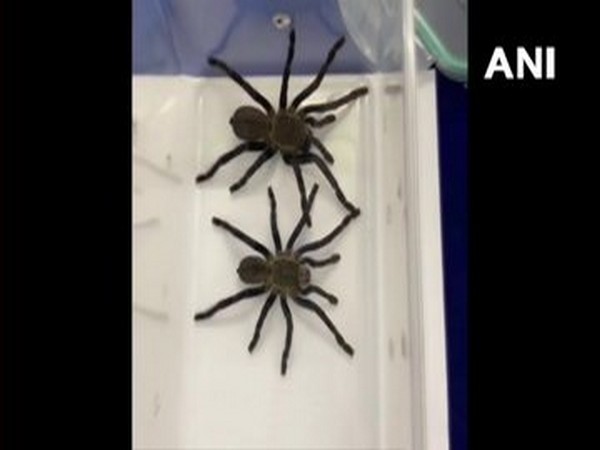    Customs at Chennai Airport seized multiple animals species, including three Spider Tarantula here on Friday.